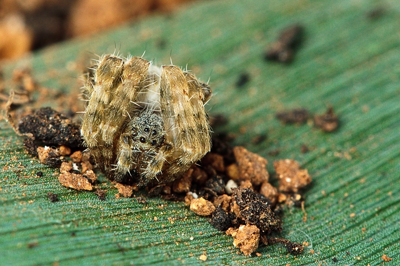 Maschio di Cyrtophora citricola - Malta